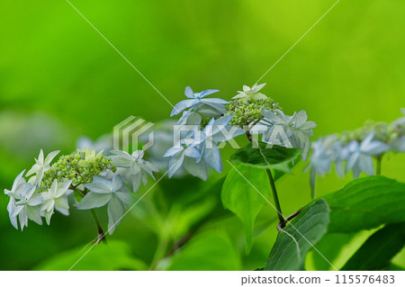 White decorative flower, Hydrangea japonica White decorative flower, Hydrangea japonica 115576483