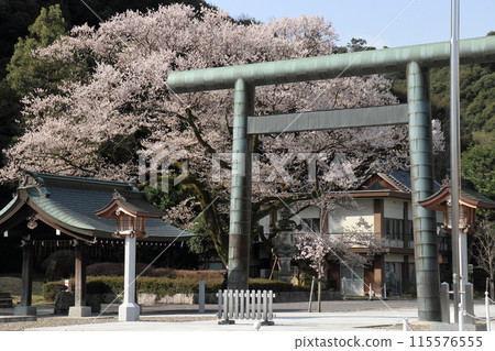 護國神社的鵜鶘櫻花 115576555