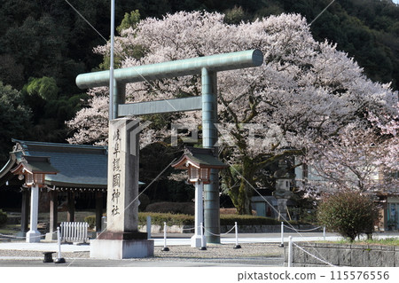 Ukai Sakura at Gokoku Shrine 115576556