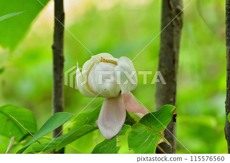 Magnoliaceae Magnolia sieboldii flowering 115576560