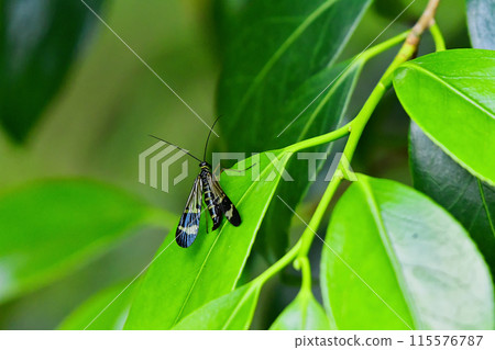 大和敘利亞棲息在一片葉子上 大和敘利亞棲息在一片葉子上 115576787