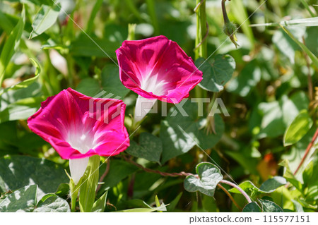 類似牽牛花的可愛花 類似牽牛花的可愛花 115577151