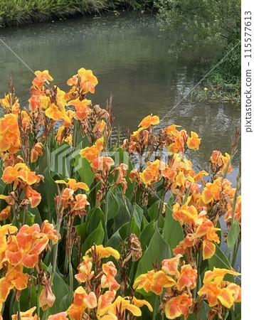 Orange flowers Orange flowers 115577613