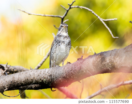 Thrush stuck in a branch 115577690