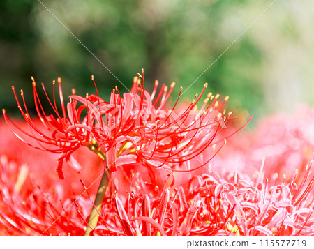 red spider lily red spider lily 115577719