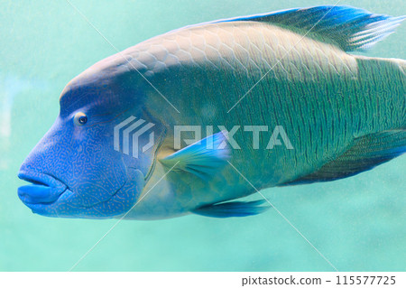 拿破崙魚在水下游泳 115577725