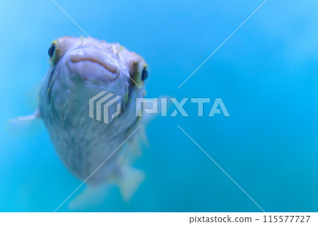 豪豬魚在水族箱裡遊來游去 115577727