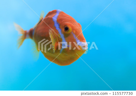 Whitebird boxfish swimming in tank 115577730