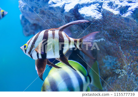 old wife swimming in a tank 115577739
