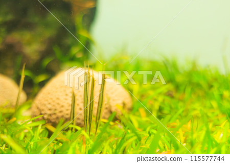 Hekoayu at the aquarium Hekoayu at the aquarium 115577744