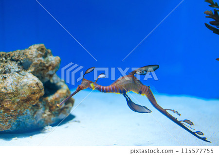 漂浮在水族館的雜草海龍 漂浮在水族館的雜草海龍 115577755