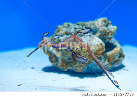 Weedy sea dragon floating in an aquarium 115577756