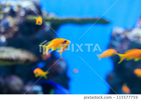 一條雌性金魚在水槽裡游泳 一條雌性金魚在水槽裡游泳 115577759