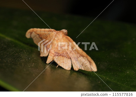 Living creatures, insects, the spotted moth, a moth of the family Pycnonotidae, with a spread of about 2 cm. It is resting on the leaves of a hedge. 115577816