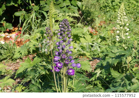 Delphinium flower 115577952