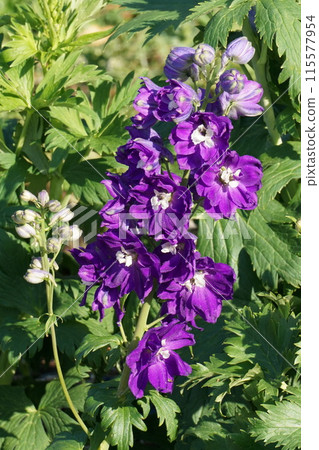 Delphinium flower Delphinium flower 115577954