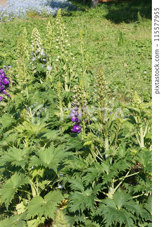 Delphinium flower 115577955