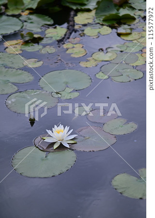白睡蓮 115577972