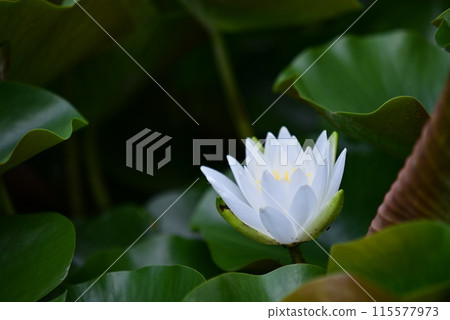 白蓮花 115577973