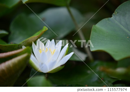 白浪百合花 115577974