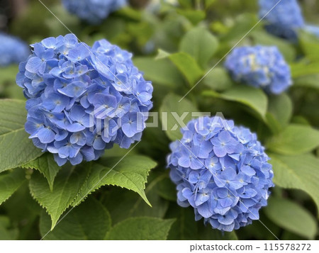 Hydrangea 115578272