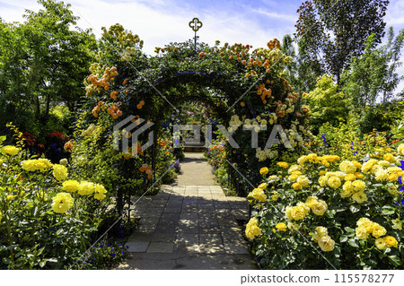 Yellow Garden 115578277
