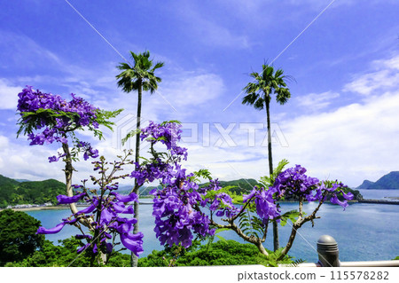 Jacaranda and palm Jacaranda and palm 115578282