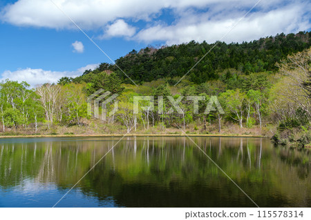 Waterside birch forest 115578314