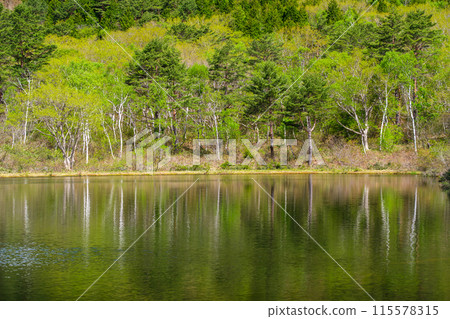 Reflected white birch forest Reflected white birch forest 115578315