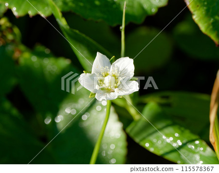 Umebachisou sparkling with morning dew Umebachisou sparkling with morning dew 115578367
