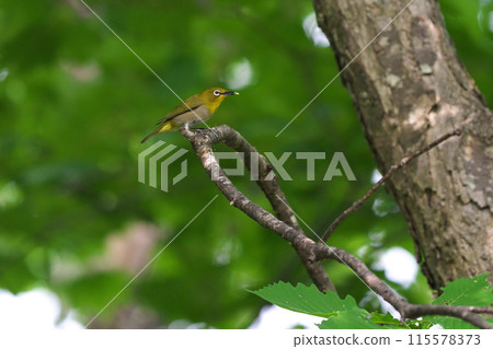 一隻白眼鳥捕捉了一隻昆蟲 一隻白眼鳥捕捉了一隻昆蟲 115578373