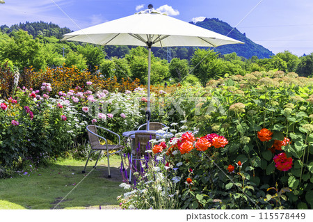 玫瑰園裡的紅玫瑰與遮陽傘 玫瑰園裡的紅玫瑰與遮陽傘 115578449