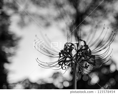 紅蜘蛛百合在背光下閃閃發光 115578454