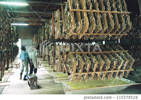 An elderly couple of silkworm farmers inspecting the hot silkworms in the rotating rack 115578528