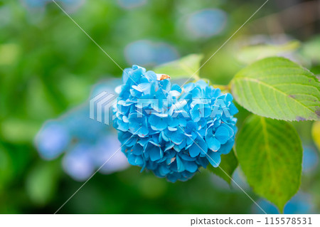 上野盛開的繡球花 上野盛開的繡球花 115578531