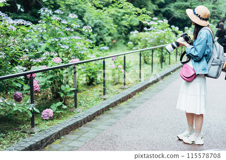 採取繡球花的婦女 採取繡球花的婦女 115578708