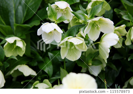 Christmas rose 115578973