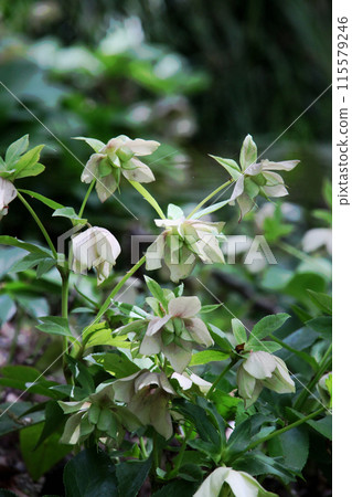 Christmas rose Christmas rose 115579246