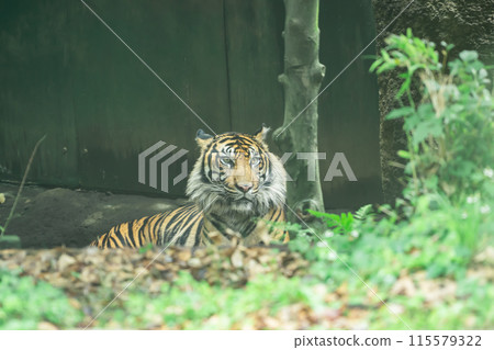 A tiger relaxing at the zoo 115579322