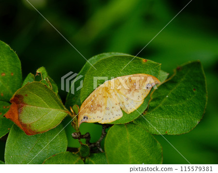 Turmeric moth, family Acanthoptera, resting on a leaf 115579381