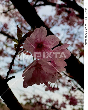 Sakura 115579400