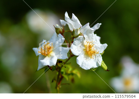 Teruhano rose (Teriha no thorn) 115579504