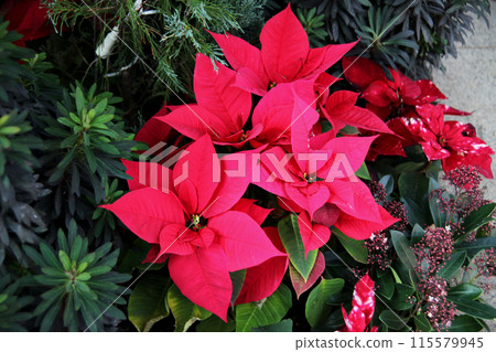 Poinsettia Poinsettia 115579945