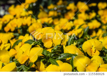 Yellow pansy Yellow pansy 115580026