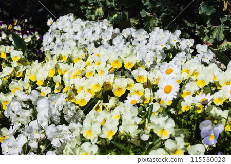 White pansy White pansy 115580028