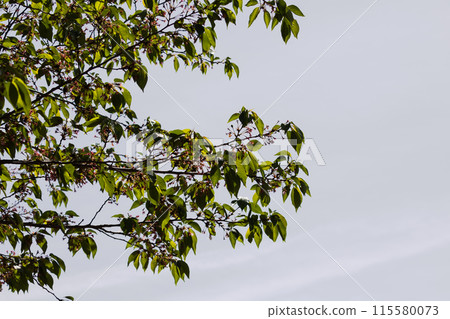 White dogwood flower and blue sky 115580073