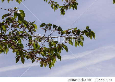 Blue sky, white clouds, fresh green seasonal trees, spring blue sky background 115580075