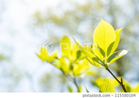 Spring forest trees Spring forest trees 115580104