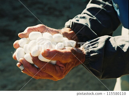 A close-up of the hands of an elderly silkworm farmer in Hatoyama Town showing a cocoon 115580110