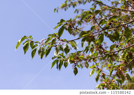 Fresh greenery shining against the blue sky 115580142